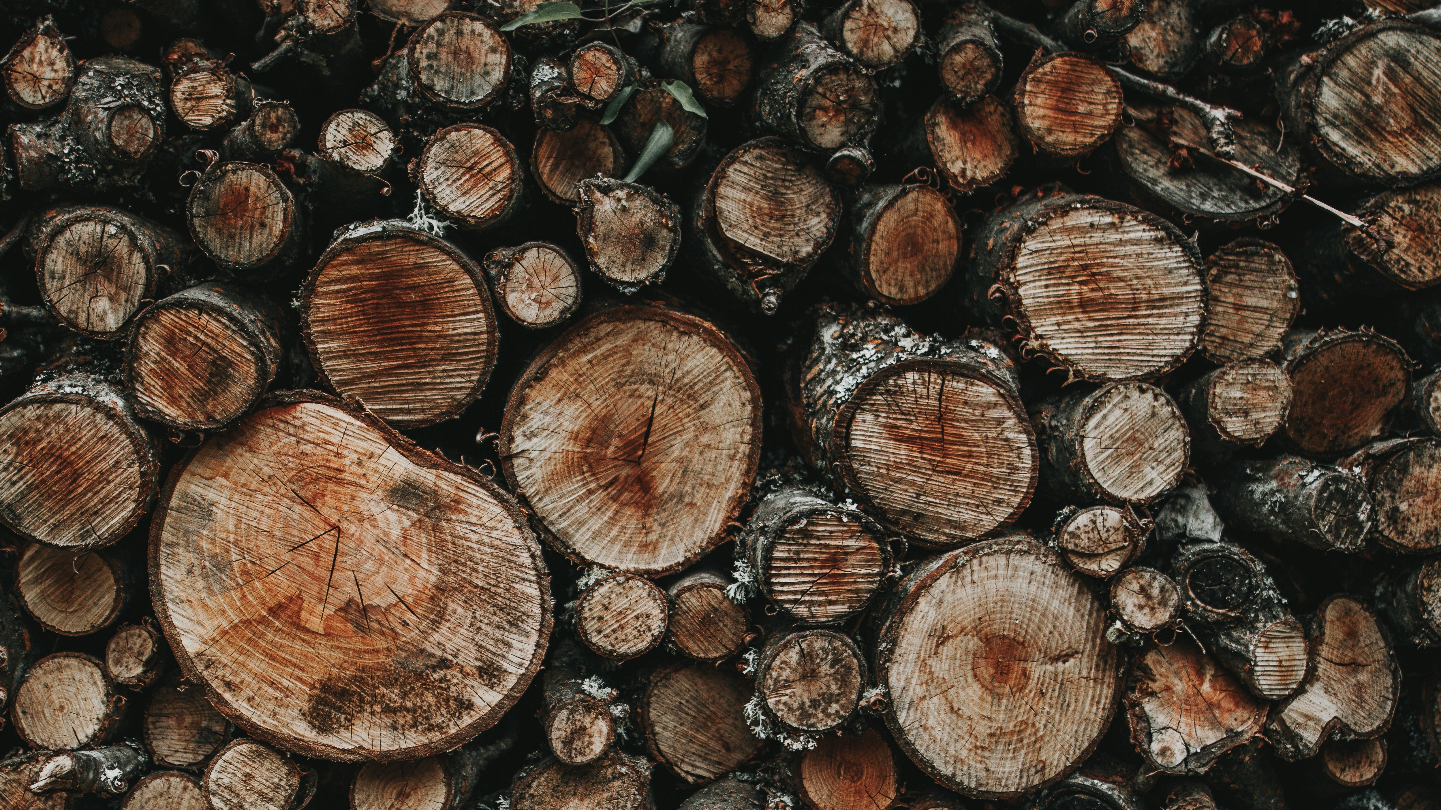 Tree Felling